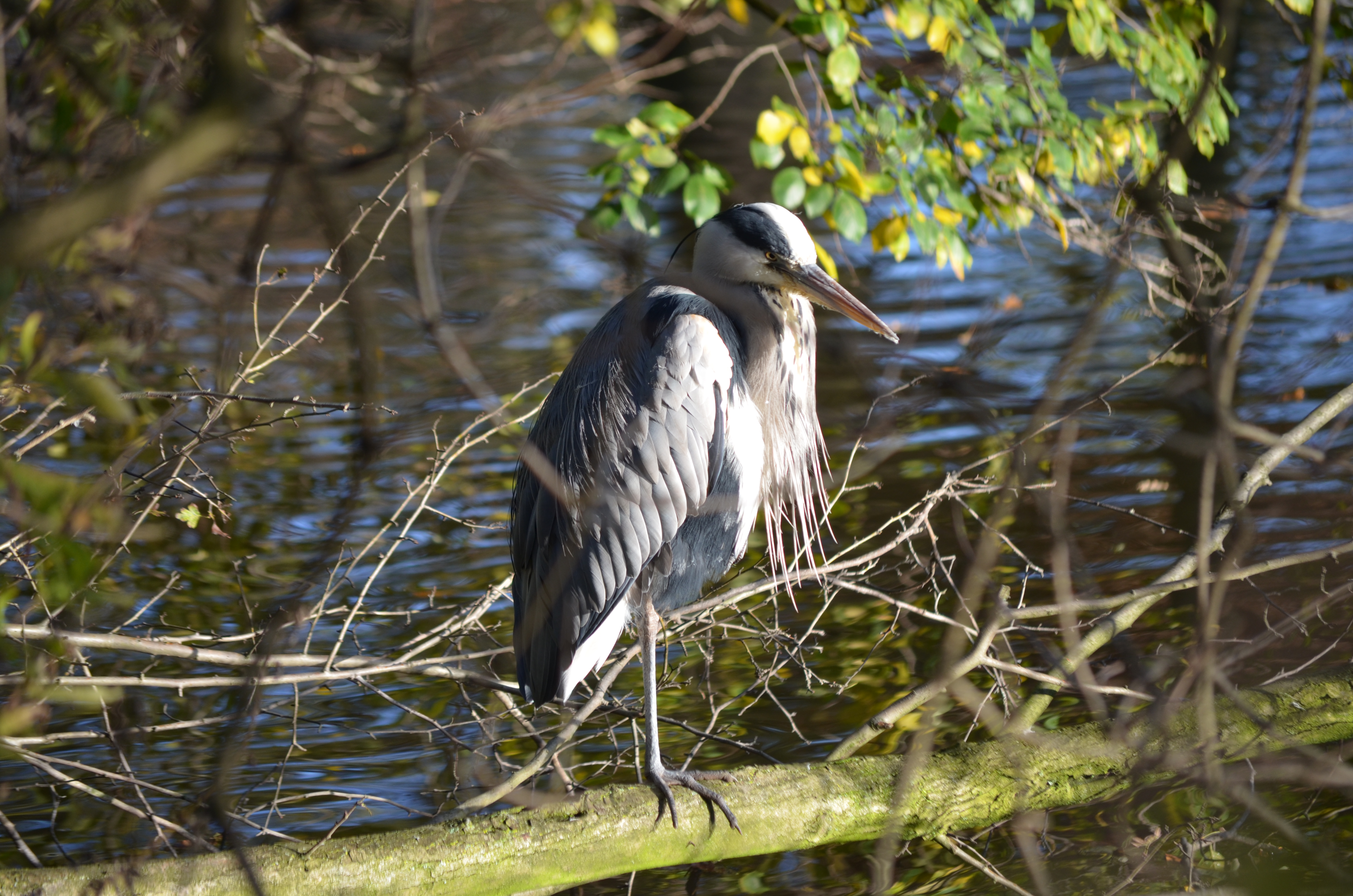 ./2017/19 - Viking Lif/13 - Amsterdam, The Netherlands/DSC_0592.JPG